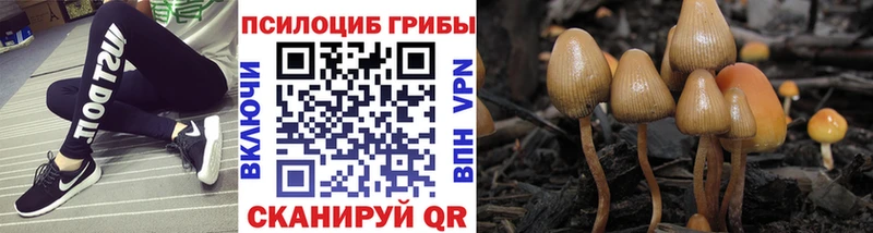 купить наркоту  Кострома  MEGA как зайти  Псилоцибиновые грибы мицелий 